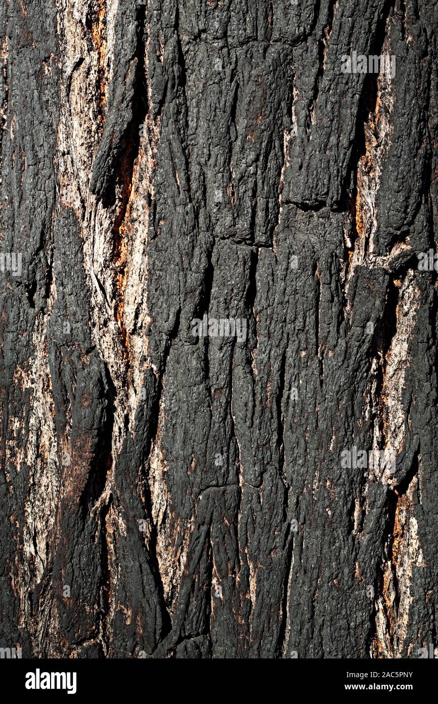 Talbot Australien/Nahaufnahme Detail einer Ironbark Baum in Talbot Victoria Australien. Stockfoto