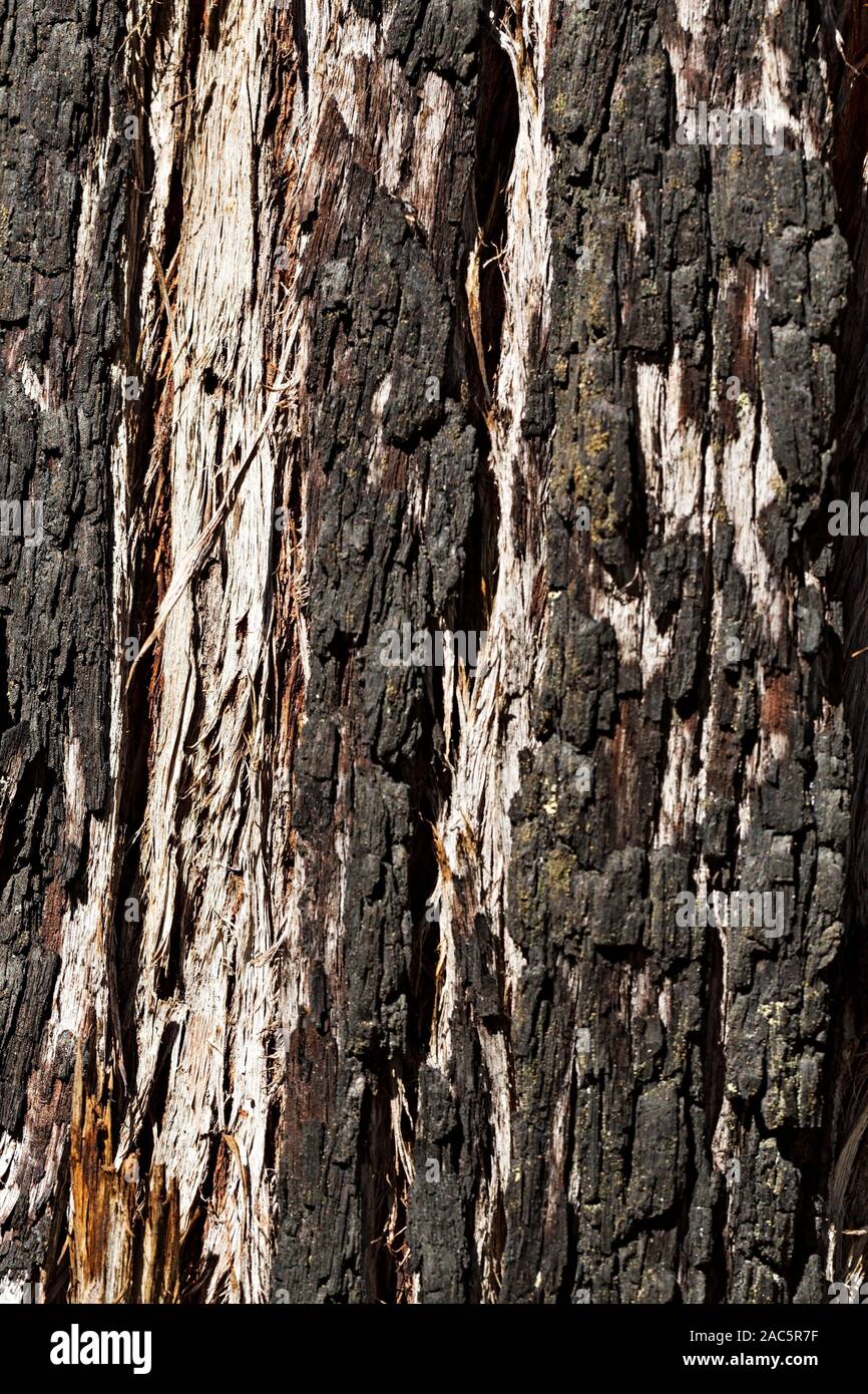 Talbot Australien/Nahaufnahme Detail einer Ironbark Baum in Talbot Victoria Australien. Stockfoto