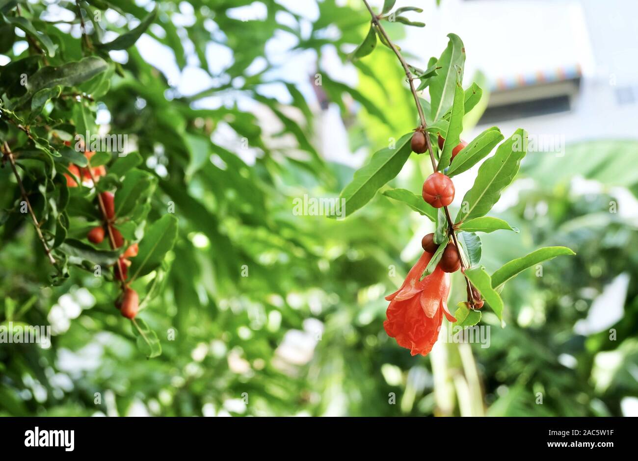 Frische rote Granatapfel oder Punica Granatum Blumen blühen am Baum. Eine der beliebtesten Früchte in der Welt. Stockfoto