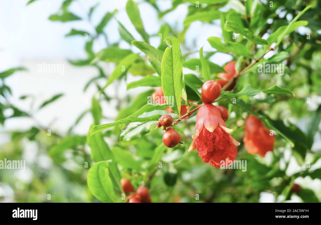 Frische rote Granatapfel oder Punica Granatum Blumen blühen am Baum. Eine der beliebtesten Früchte in der Welt. Stockfoto