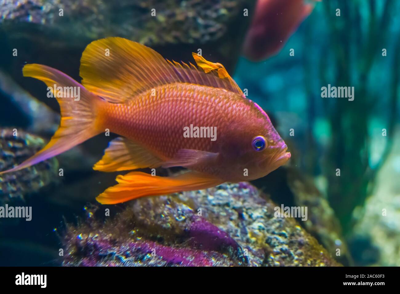 Nahaufnahme eines schönen und bunten tropischen Fischen, exotischen Fischen specie Stockfoto