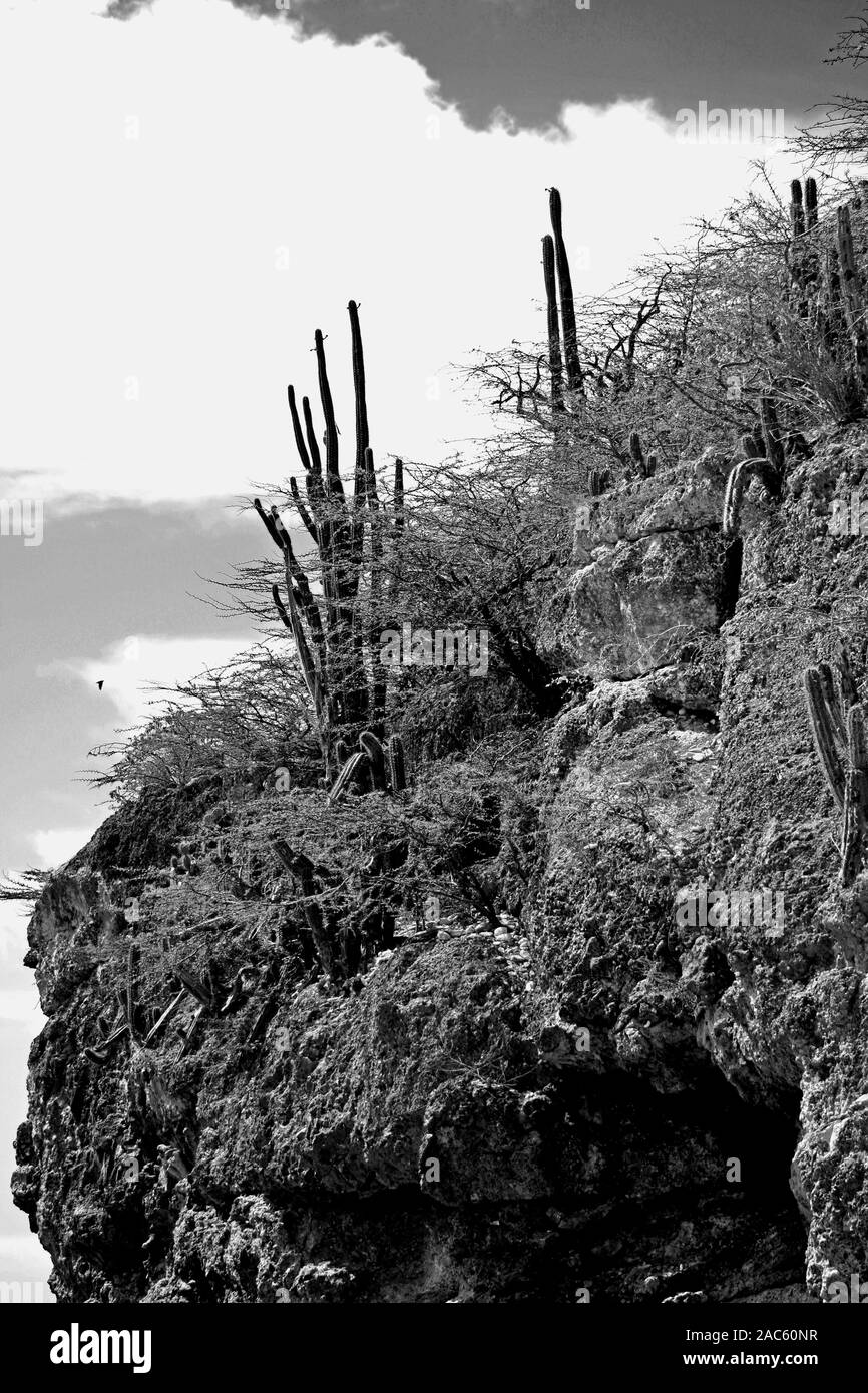 Schöne Kakteen wachsen auf den Felsen am Ufer von Curaçao, die Schwarz-Weiß-Fotografie Stockfoto