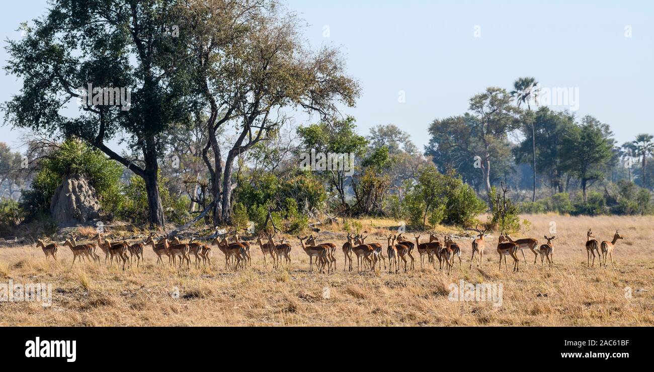 Herde of Impala, Aepyceros melampus, Macatoo, Okavango-Delta, Botswana Stockfoto