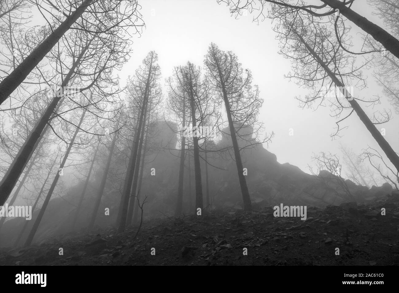 Gran Canaria, November 2019, Naturpark Tamadaba drei Monate nach wildfire, verbrannte Kanarischen Kiefern, Monochrom Stockfoto