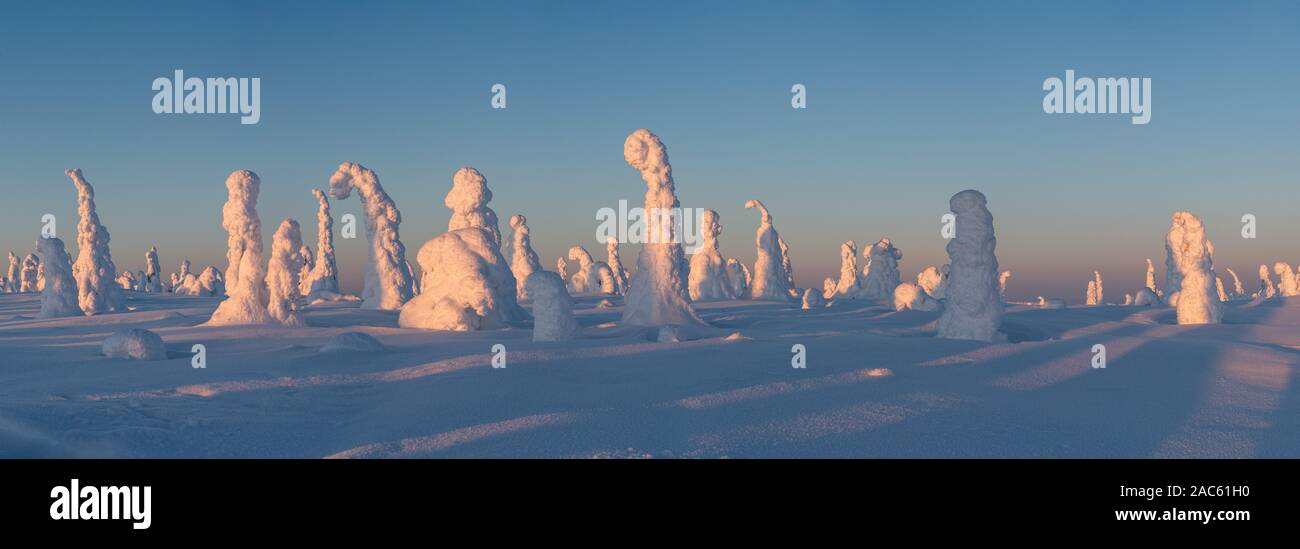 Panorama blick auf den Schnee, Bäume auf Riisitunturi fiel im Winter im riisitunturi Nationalpark, Posio, Finnland Stockfoto