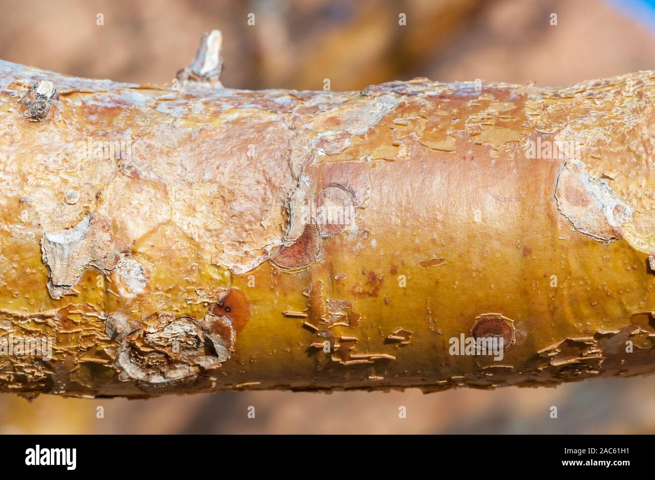 Baumrinde, der Köcherbaum Aloidendron dichotomum, spitzkoppe, Namibia Stockfoto