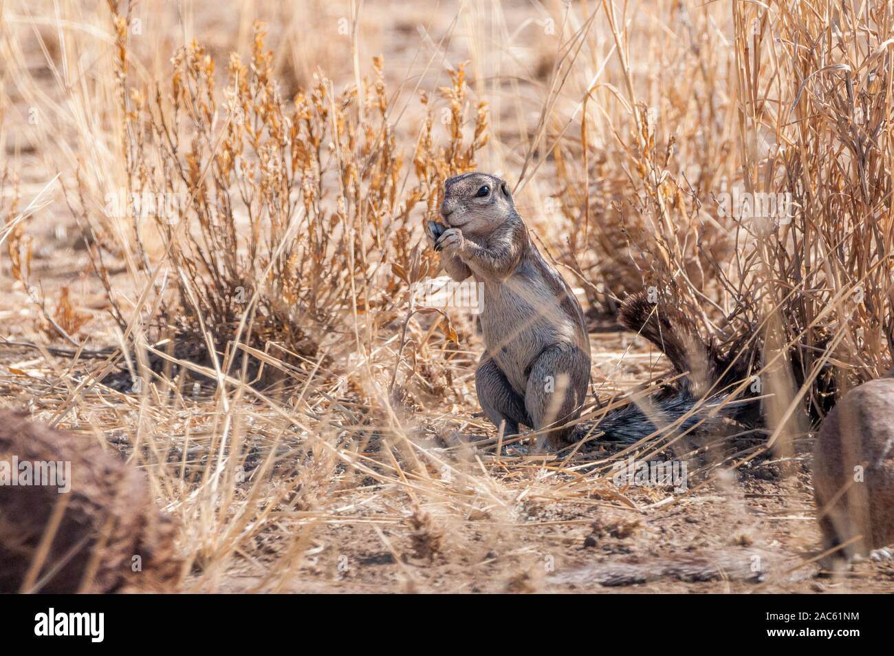 Kap Erdhörnchen, Xerus inauris, Namibia Stockfoto