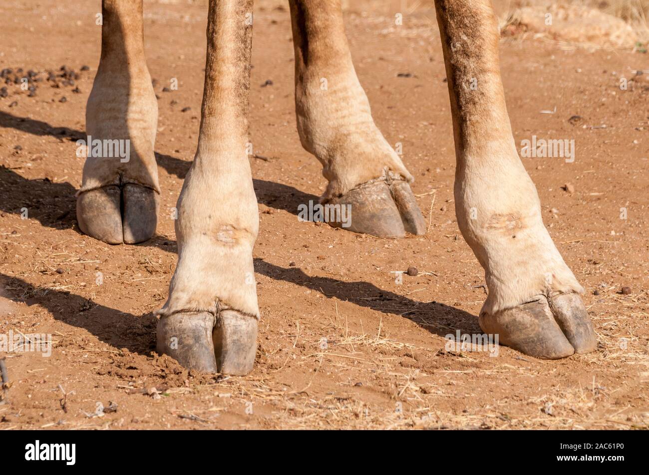 Drei - giraffe Giraffa Camelopardalis, Hörnern, Klauen, Namibia Stockfoto