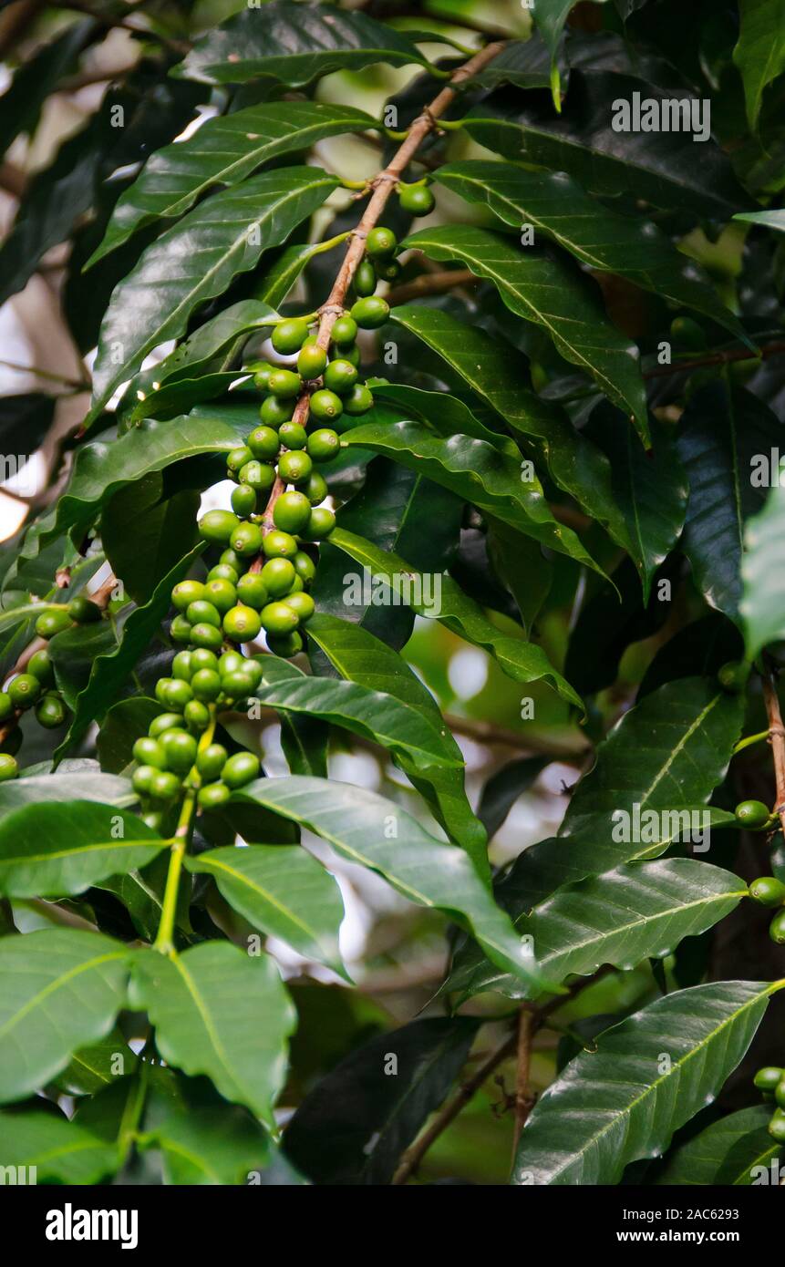 Grüner Kaffee Kirschen am Baum an der Kaleo's Koffee Obstgarten in Pa'auilo Mauka auf der grossen Insel. Stockfoto