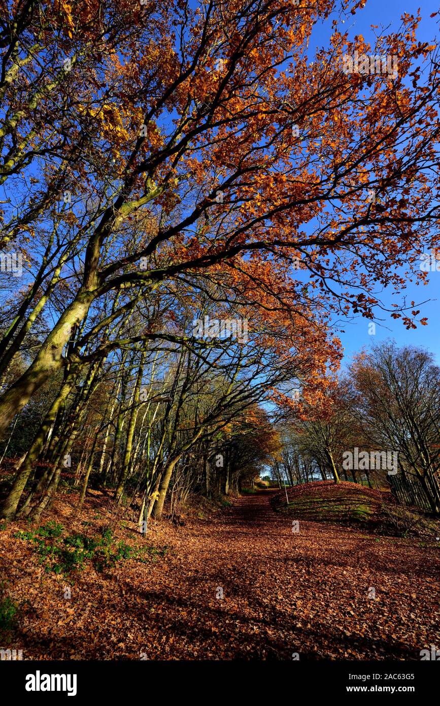 Blatt überdachten Fußweg im Bramcote Hills Park, Nottingham, England, Großbritannien Stockfoto