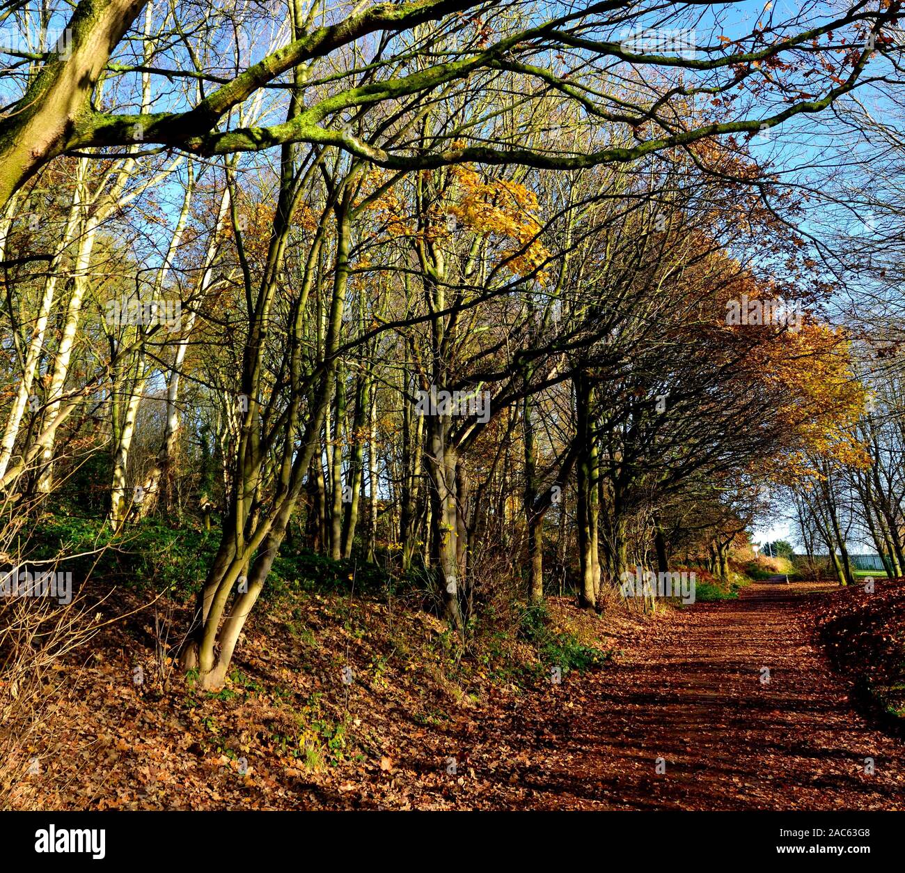Blatt überdachten Fußweg im Bramcote Hills Park, Nottingham, England, Großbritannien Stockfoto