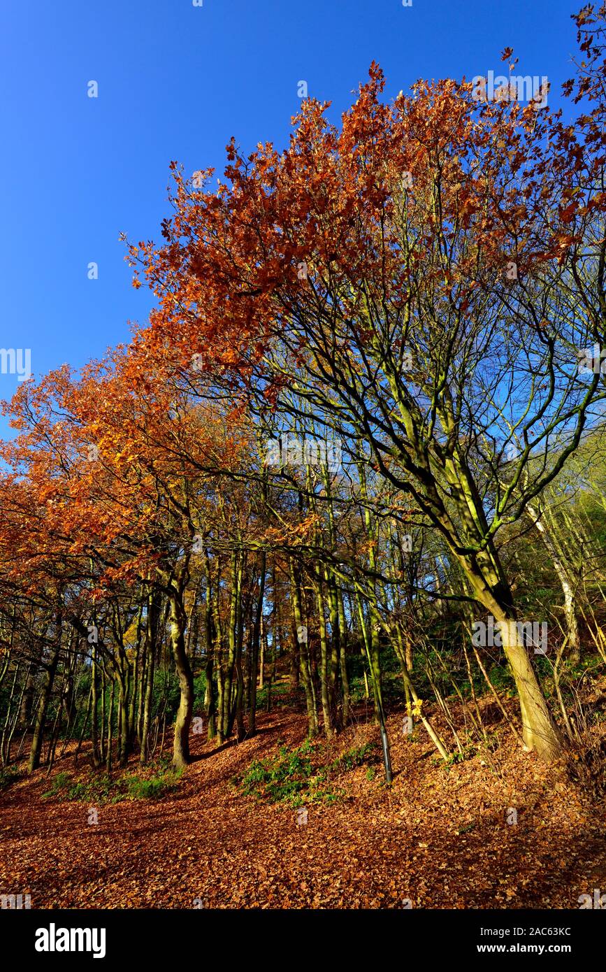 Herbst Baum mit Blätter auf dem Boden, Bramcote Hills Park, Nottingham, England, Großbritannien Stockfoto