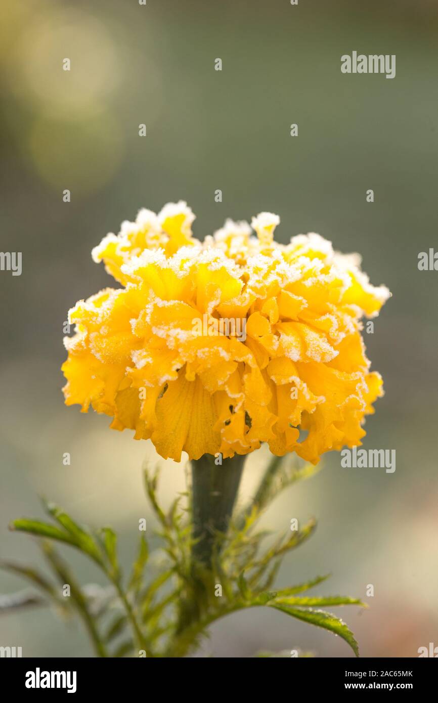 Raureif. In der Nähe von wunderschönen Ringelblume Blume im Topf. Tagetes erecta, Mexikanische, Azteken oder Afrikanische Ringelblume, im Wintergarten. Makro einer Orange Stockfoto