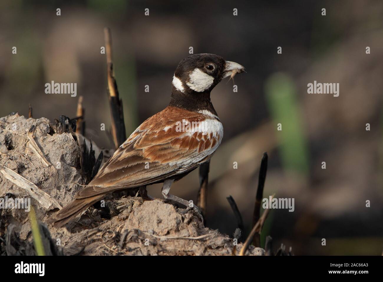 Chesnut backed Sparrow Lark (Eremopterix leucotis) Gambia, Westafrika Stockfoto