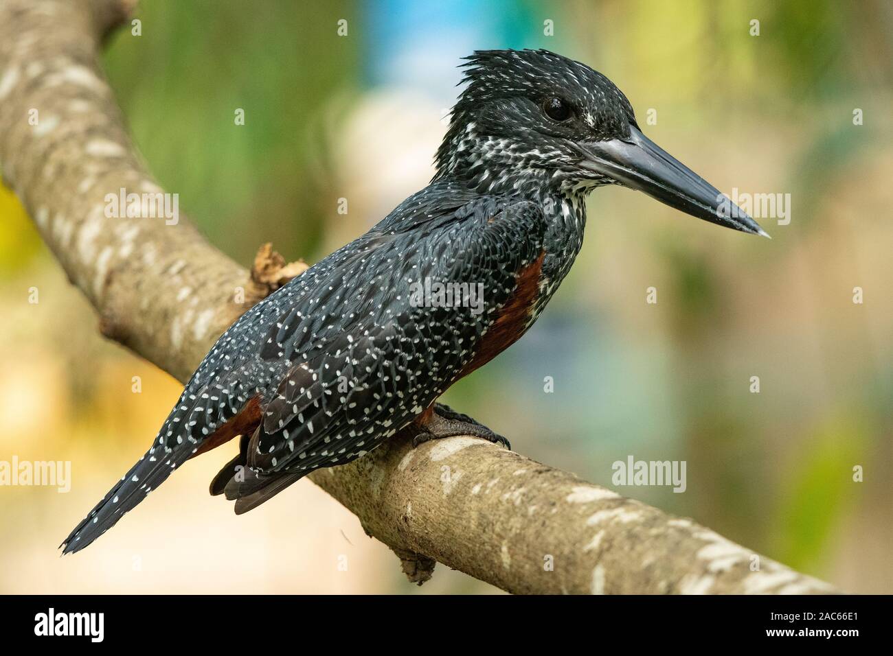 Riesenfischer ( Megaceryle maxima) am Baumzweig, Gambia, Westafrika Stockfoto