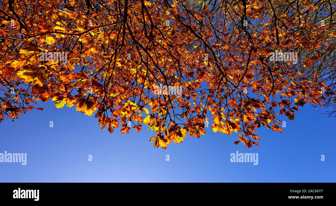 Bis im Herbst Blätter auf einem Baum vor blauem Himmel, Großbritannien Stockfoto