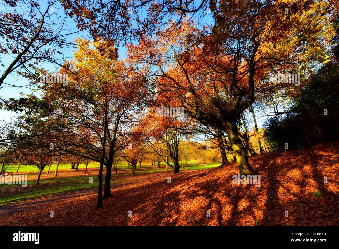 Herbst Baum mit Blätter auf dem Boden, Bramcote Hills Park, Nottingham, England, Großbritannien Stockfoto