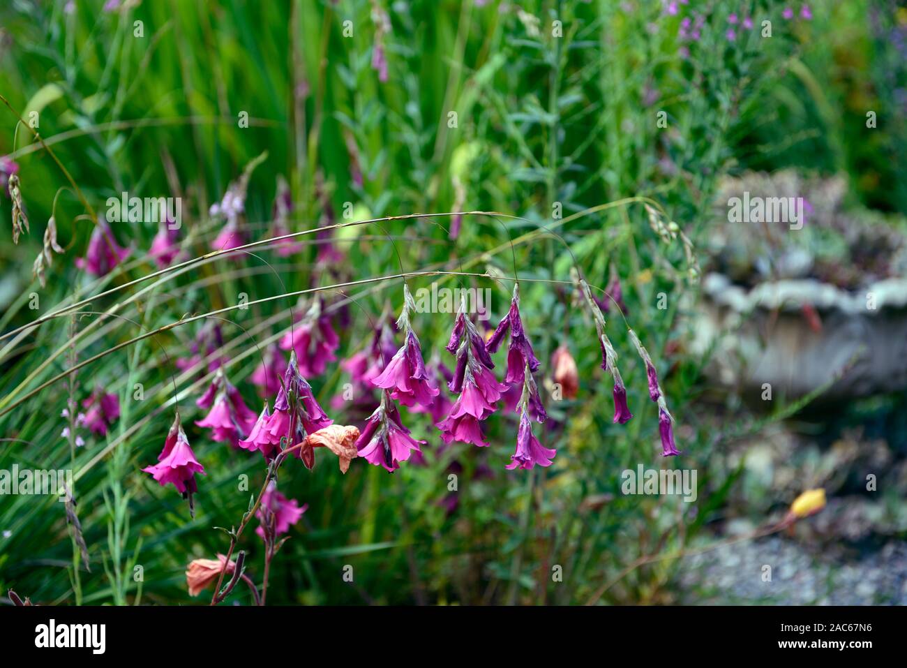 Dierama pulcherrimum, lila Blumen, Blumen, Stauden, Bogenschiessen, Dangling, hängend, Glockenförmigen, Angeln Engel Stangen, RM Floral Stockfoto