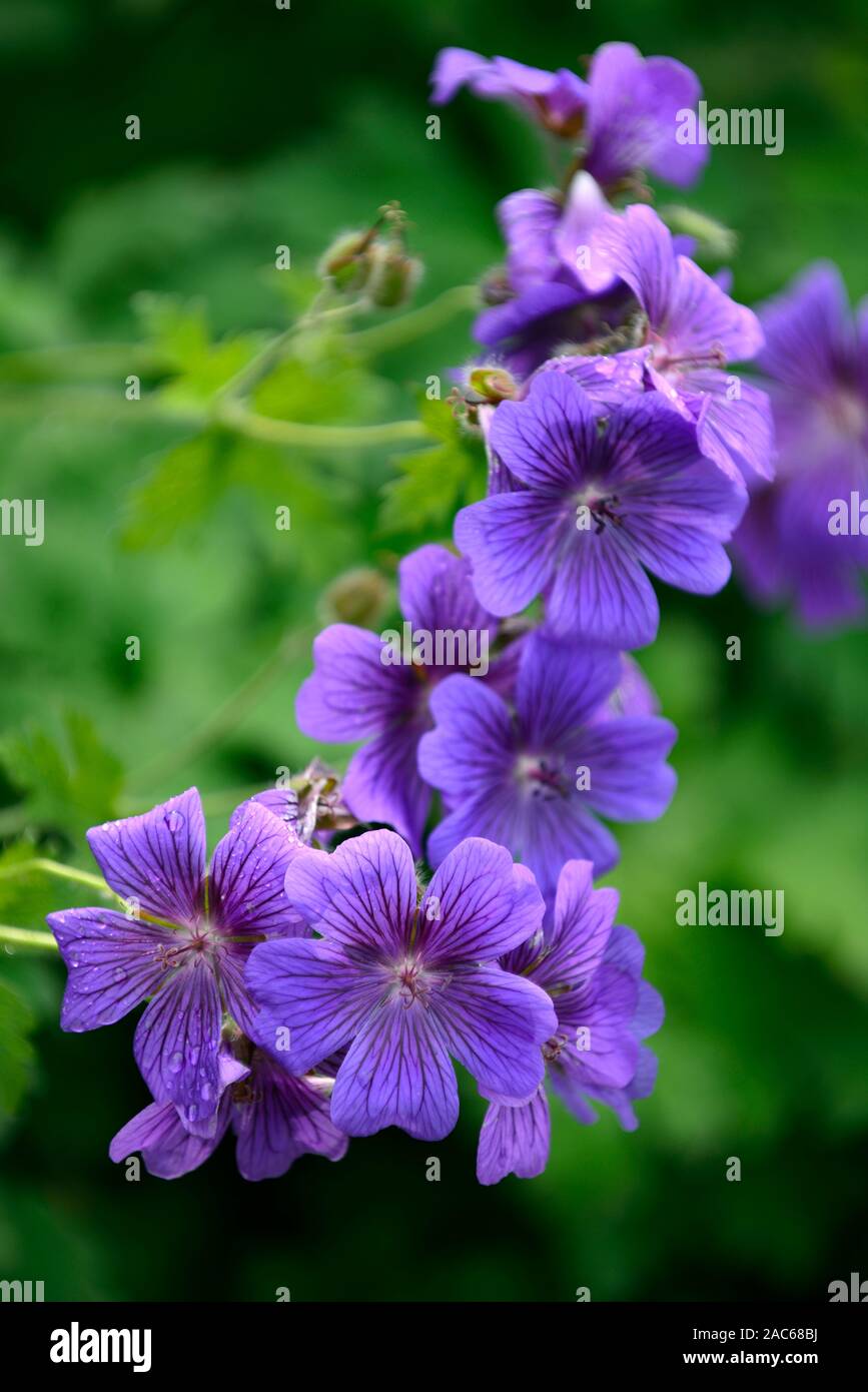Geranium x magnificum, Lila Cranesbill, Blume, Blumen, Blüte, Geranien, RM Floral Stockfoto
