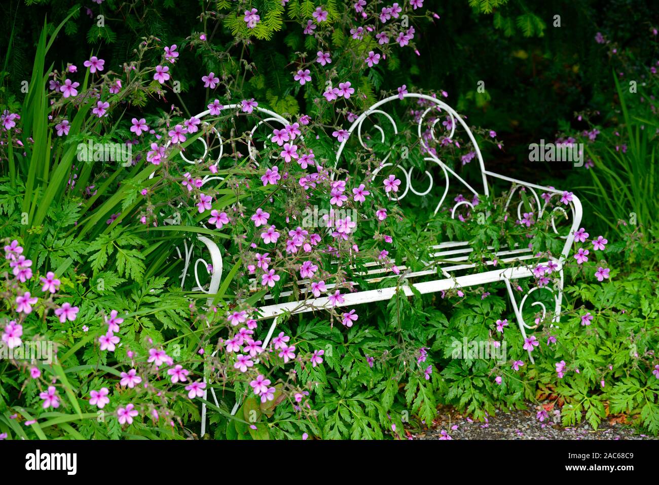 Geranium palmatum, rosa, magenta, Blumen, Blüte, Kanarische Insel, Geranium, Deckel, Abdeckung, White Metal Sitz, Sitzplatz, Gartenmöbel, überwachsen, RM Floral Stockfoto