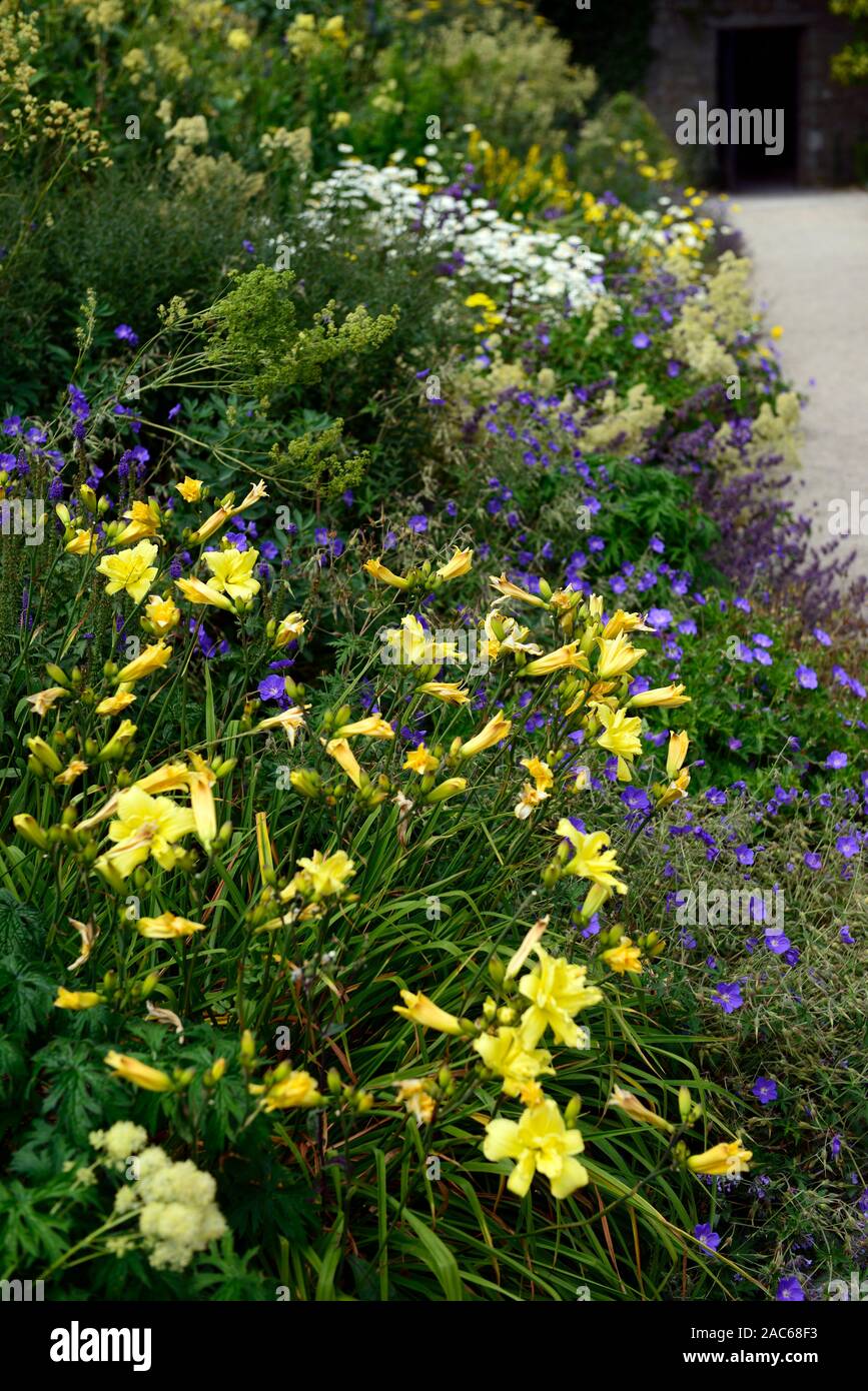 Hemerocallis lililioasphodelus, gelbe Taglilie, Lemon Daylily, gelbe Blume, Mischung, gemischte Rand, Blume, Blumen, Garten, RM Floral Stockfoto