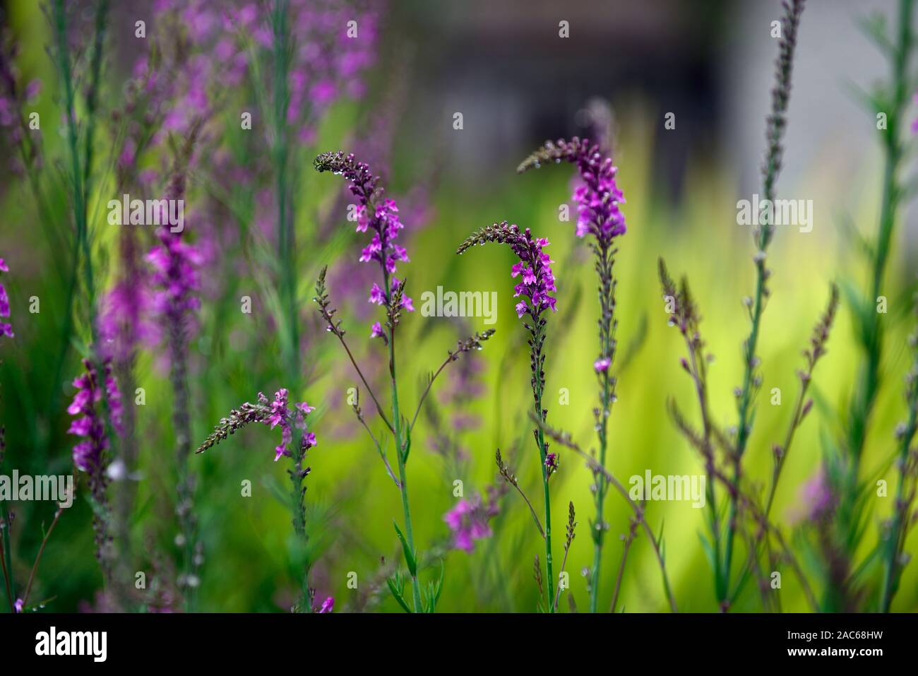 Linaria purpurea, Toadflax, lila Blumen, Stiele, Türme, snapdragon, RM Floral Stockfoto