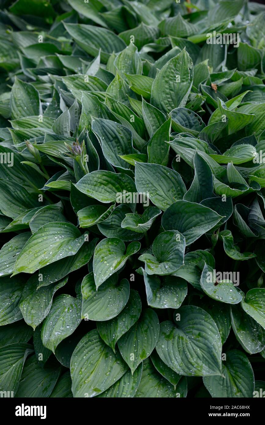 Hosta sieboldiana elegans, var, blau-grüne Blätter, Blätter, Laub, Schatten, Schatten, schattig, Garten, RM floral Stockfoto