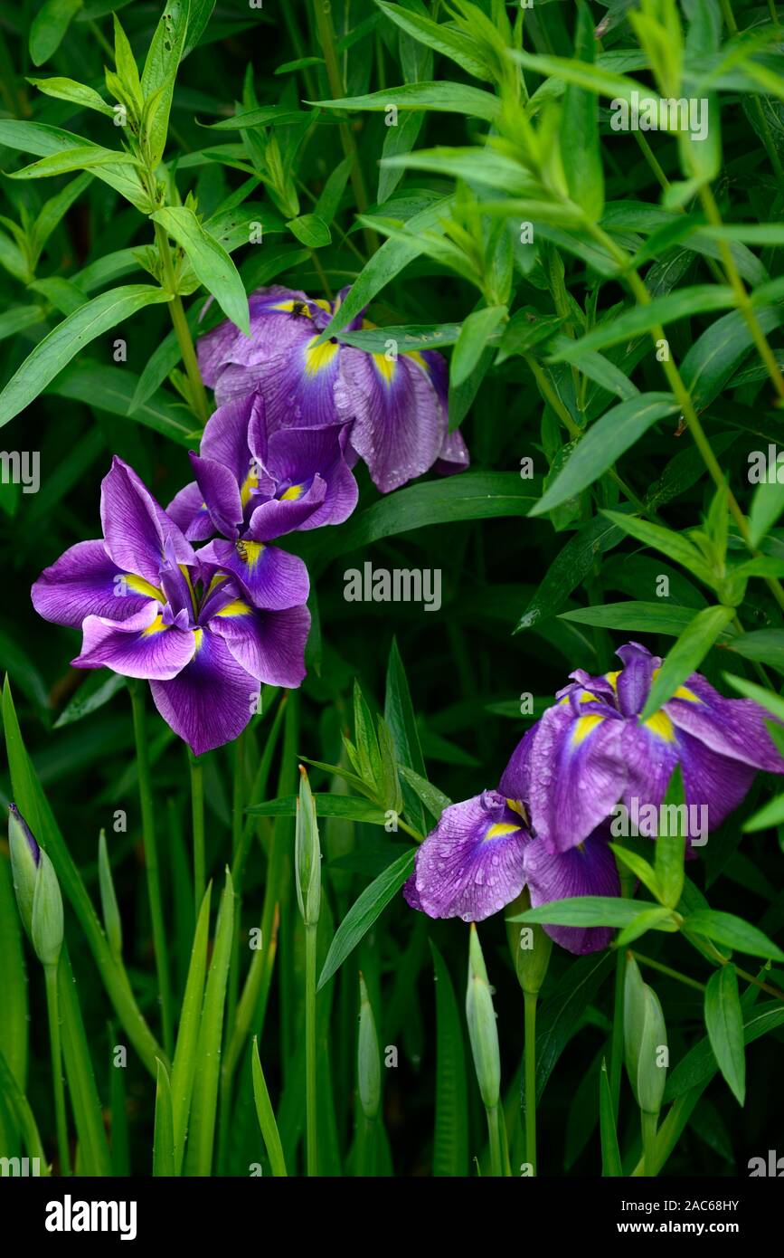 Japanische wasser Iris, Iris ensata, lila, weiss und gelb Blumen, Blume, Blüte, Garten, Gärten, RM Floral Stockfoto