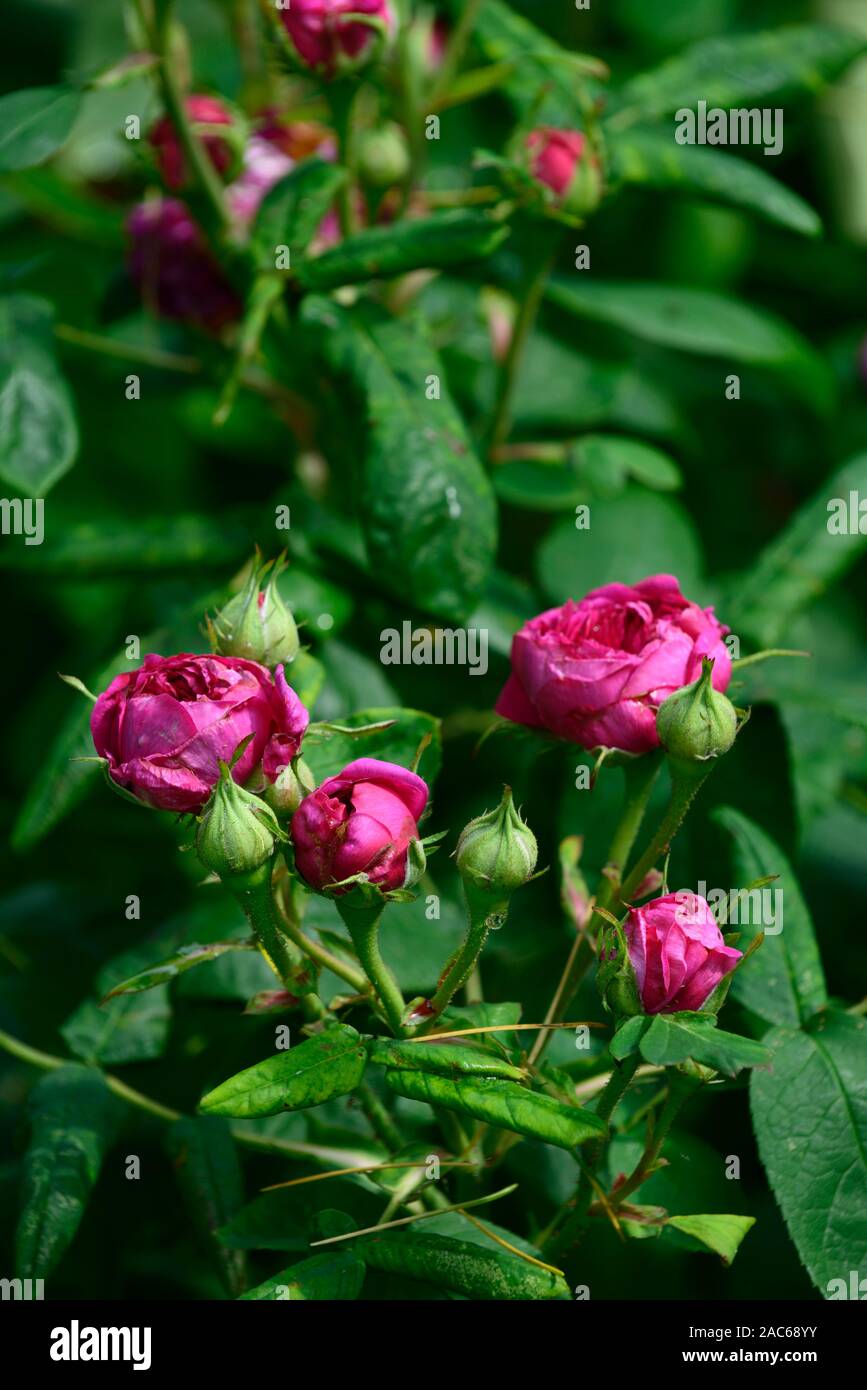 Rosa de Rescht, alte Rose, Damascener Rose, x Portland, magenta rosa Blumen, blühenden, duftenden, parfümiert, Parfüm, Gärten, Garten, RM Floral Damast Stockfoto