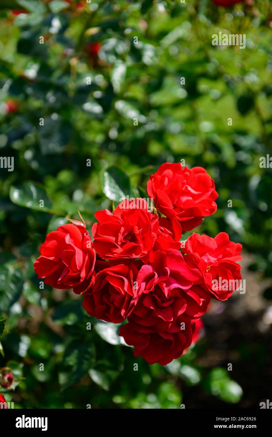 Ewigkeit rose -Fotos und -Bildmaterial in hoher Auflösung – Alamy