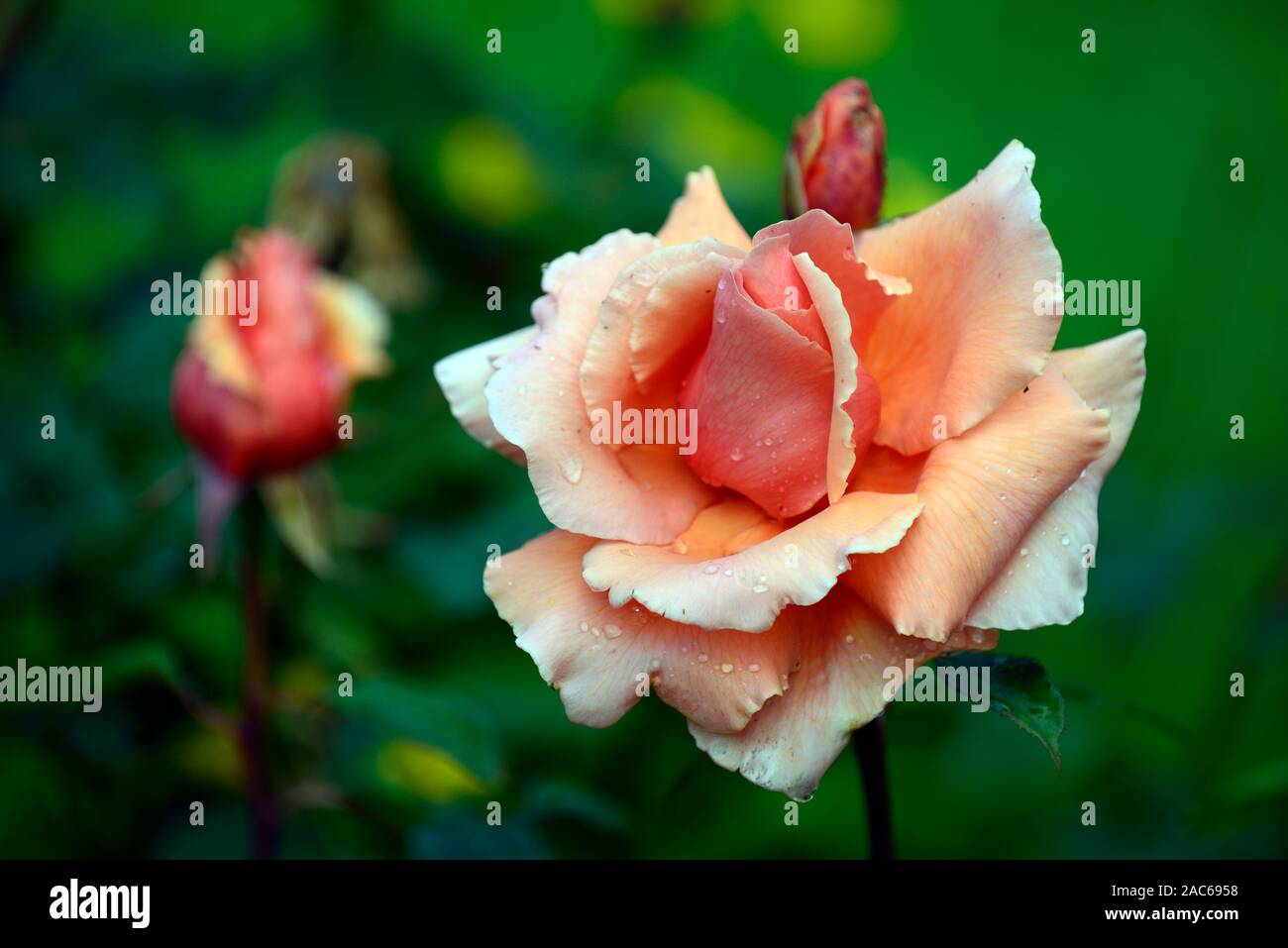 Rosa an mich erinnern, cocdestin, hybrid Tee, orange Rose, Rosen, duftende Blumen, Blumen, Blüte, RM Floral Stockfoto