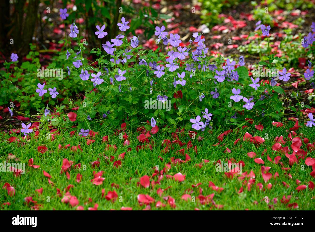 Rosa moyesii, Rosenblätter, Rot, Blau, Viola, Blume, Blüte, blühen, blühen, rm floral Stockfoto