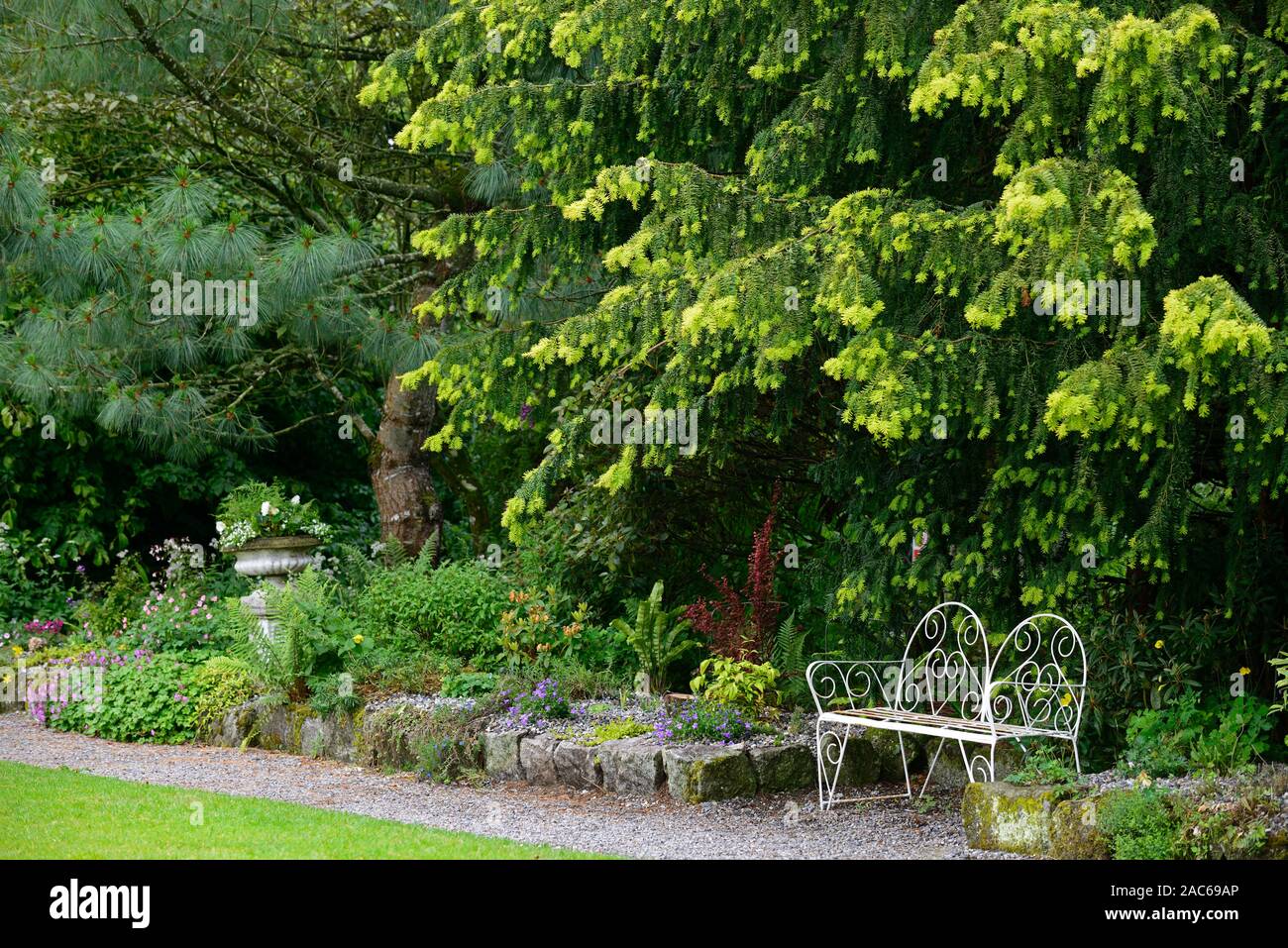 Taxus whipplei Dovastonii Aurea, die goldene Dovaston Eibe, neues Wachstum, Gelb goldene Tipps, Evergreen, White Metal Sitz, Sitzplatz, Gartenmöbel, RM Floral Stockfoto