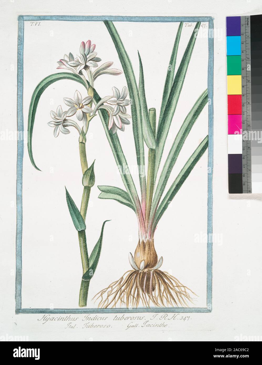 Hyacinthus Indicus tuberosus - Tuberoso - Iacinthe (Hyazinthe aus Indien) Titel Seite von bde. 2-5: Hortus Romanus secundum systema Turnefortii ein Nicolao Martellio Linneanis characteribus expositus, adjectis singularum plantarum analysi ac Viribus; Arten suppeditabat ad describebat Liberatus Sabbati. Titelseite Bde. 6-8: Hortus Romanus ein Nicolao Martellio; Arten suppeditabat ac describebat Constantinus Sabbati. Graviert farbige Motive auf t.-s. von jeder Band. Zitat/Bezug: Pritzel (2.) 1976; Hyacinthus Indicus tuberosus=Tuberoso=Iacinthe [Hyazinthe aus Indien] Stockfoto
