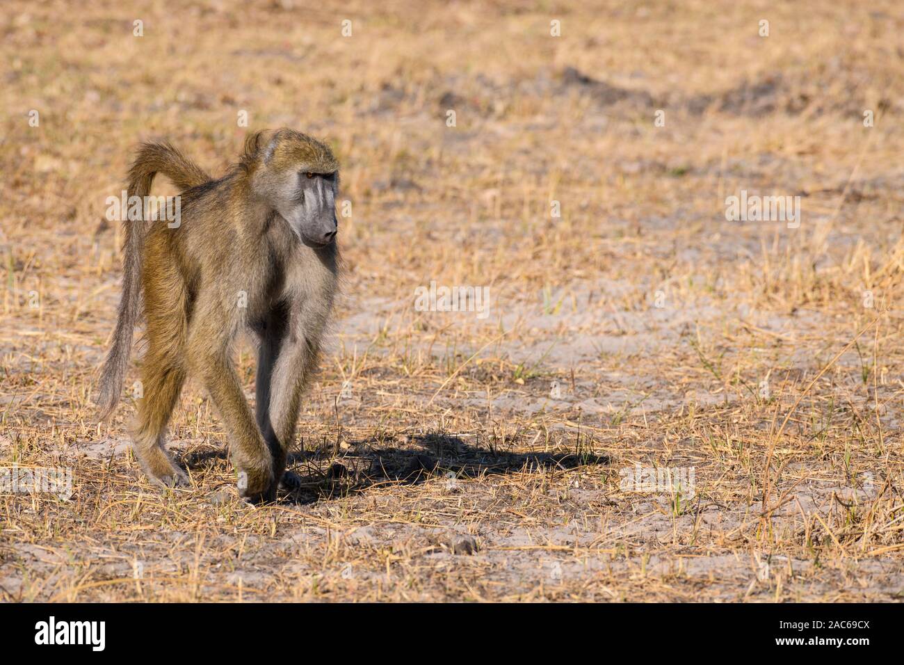 Chacma Baboon, Papio ursinus, Macatoo, Okavango-Delta, Botswana Stockfoto