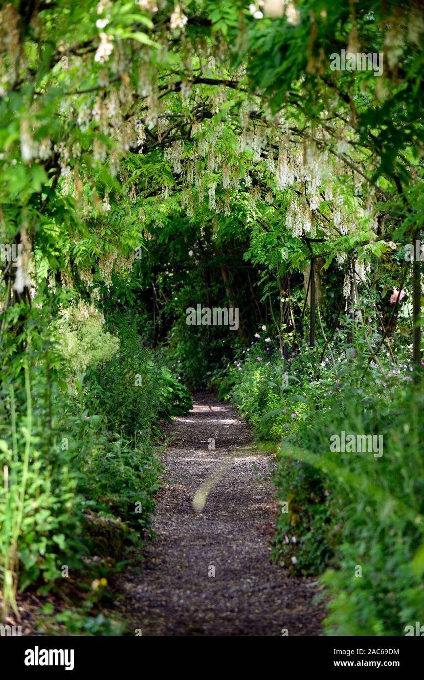 Wisteria sinensis Alba, weiße Chinesische wisteria, Blüte, Blüten, raceme, Blütenstände, Abdeckung, Metall, Bogen, Bogen, Pergola, gehen, Weg, Pfad, Altamont Gardens, Carlow, RM Stockfoto