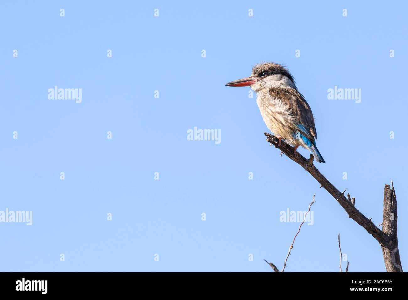 Gestreifter Kingfisher, Halcyon chelicuti, Macatoo, Okavango Delta, Botswana Stockfoto