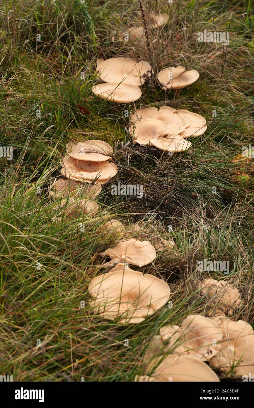 Große Pilze in einer Wiese Stockfoto