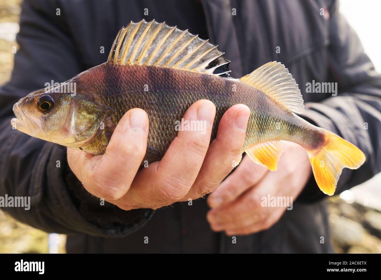 Gemeinsame Barsch in Fisherman's Hand, getönten Bild Stockfoto