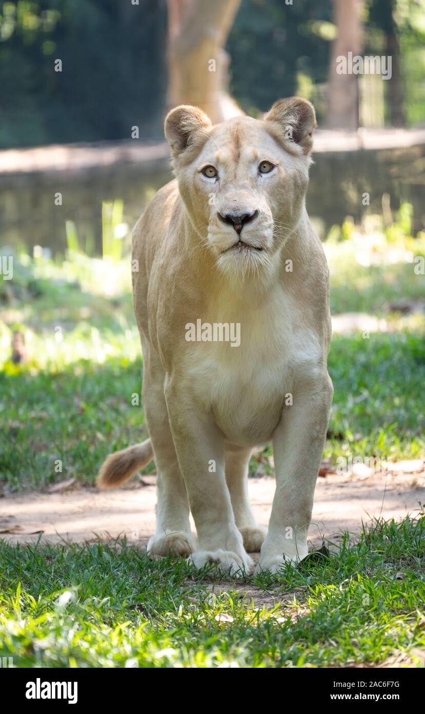 Female White Lion auf Gras in Gefangenschaft gehaltenen Umgebung Stockfoto