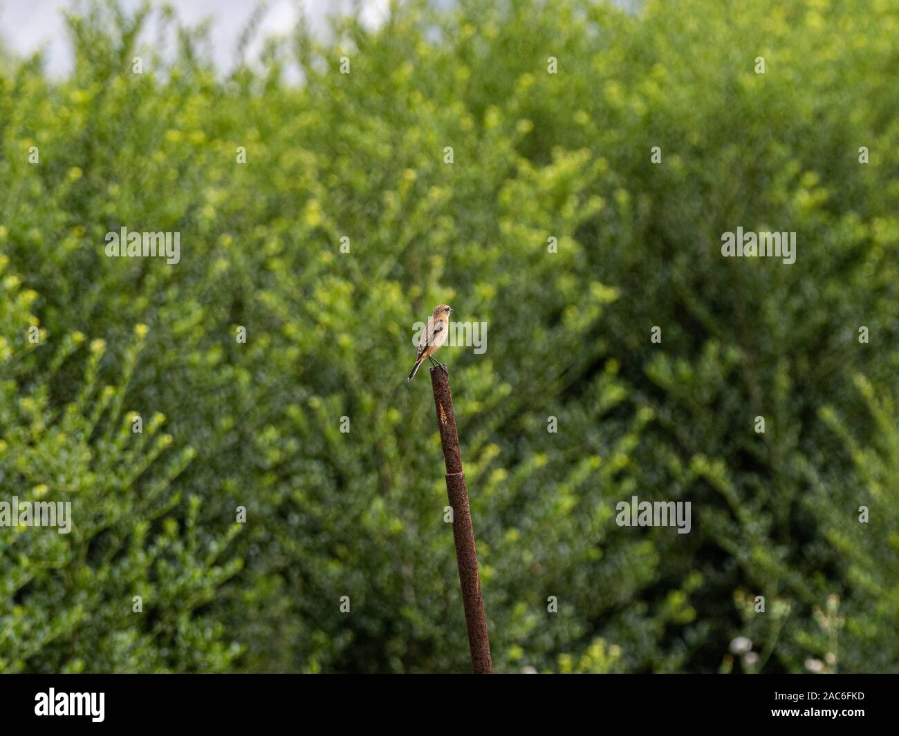 Eine weibliche Sibirische schwarzkehlchen Saxicola, Maurus, Sitzstangen auf einer Stange in einem Reisfeld kurz vor der Ernte in der Nähe von Yokohama, Japan. Stockfoto