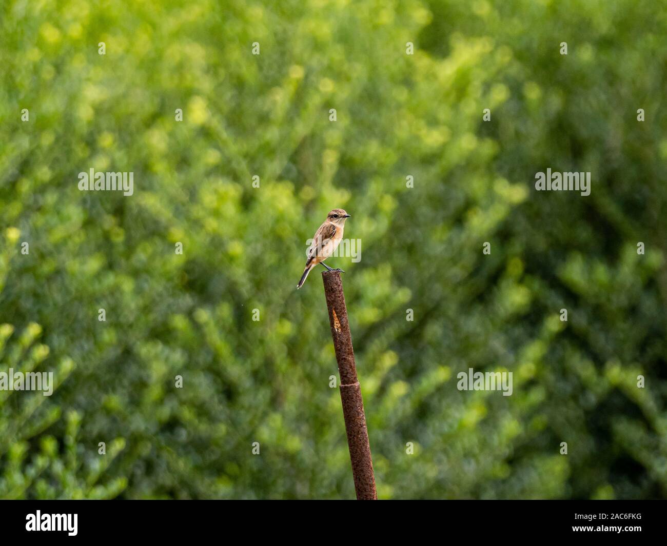 Eine weibliche Sibirische schwarzkehlchen Saxicola, Maurus, Sitzstangen auf einer Stange in einem Reisfeld kurz vor der Ernte in der Nähe von Yokohama, Japan. Stockfoto