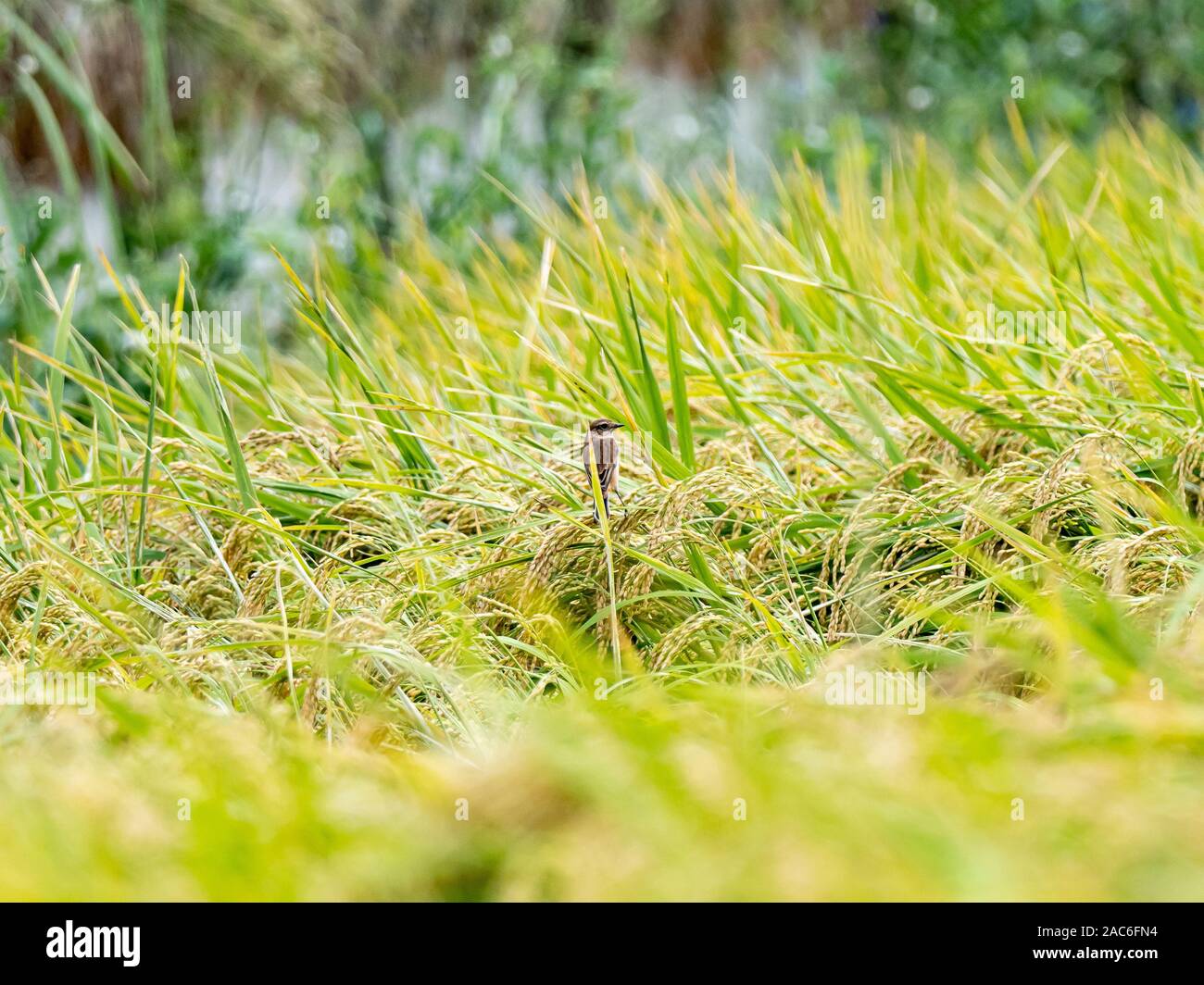 Eine weibliche Sibirische schwarzkehlchen Saxicola, Maurus, Sitzstangen gereifter Reis im Feld eines Bauern in der Nähe von Yokohama, Japan. Stockfoto