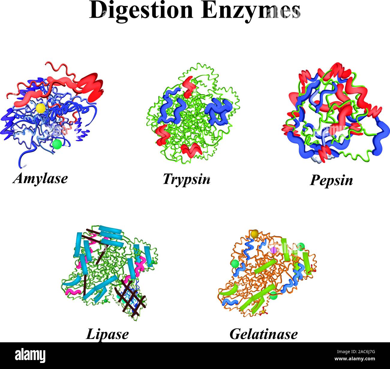 Pepsin enzyme molecule digestive enzyme Fotos und Bildmaterial in