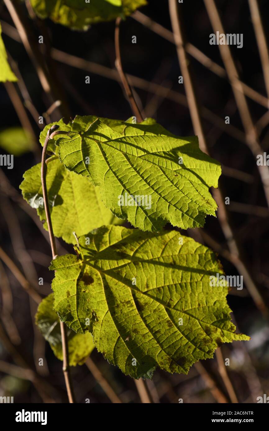 Big Green Leaf Stockfoto