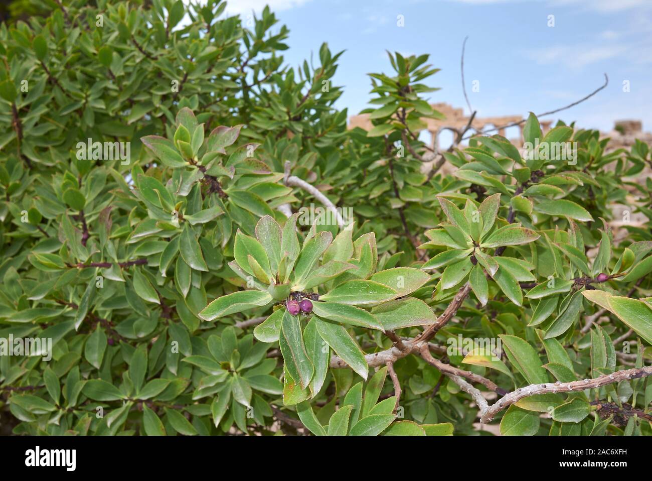 Immergrüne Laub von Myoporum laetum Strauch im Sommer Stockfoto