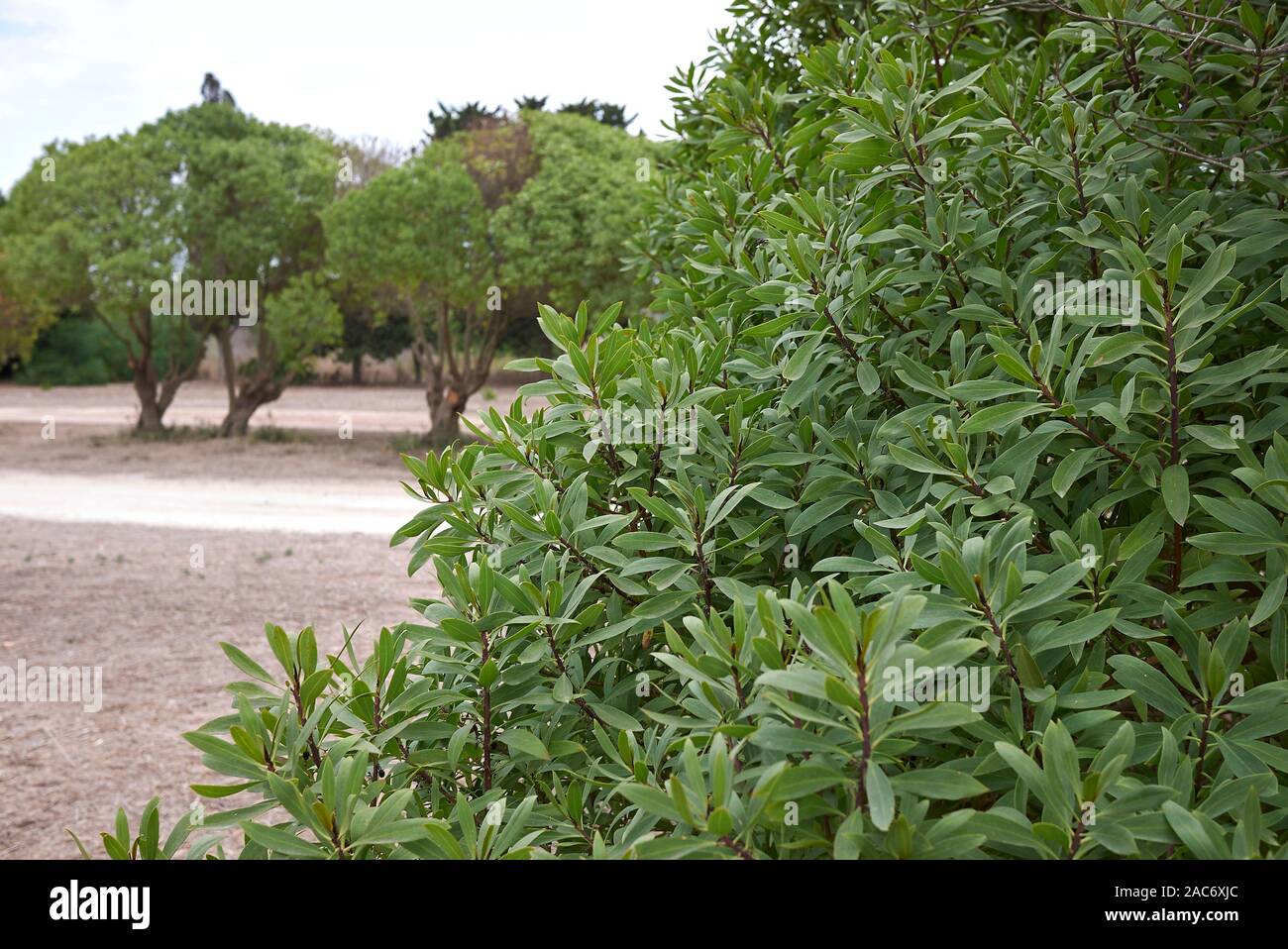 Immergrüne Laub von Myoporum laetum Strauch im Sommer Stockfoto