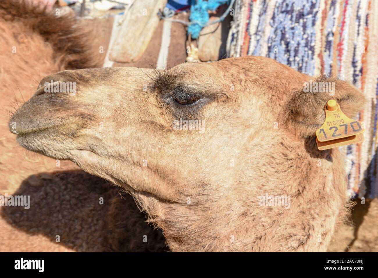 Leiter der junge Kamel in Sousse Tunesien auf Stockfoto