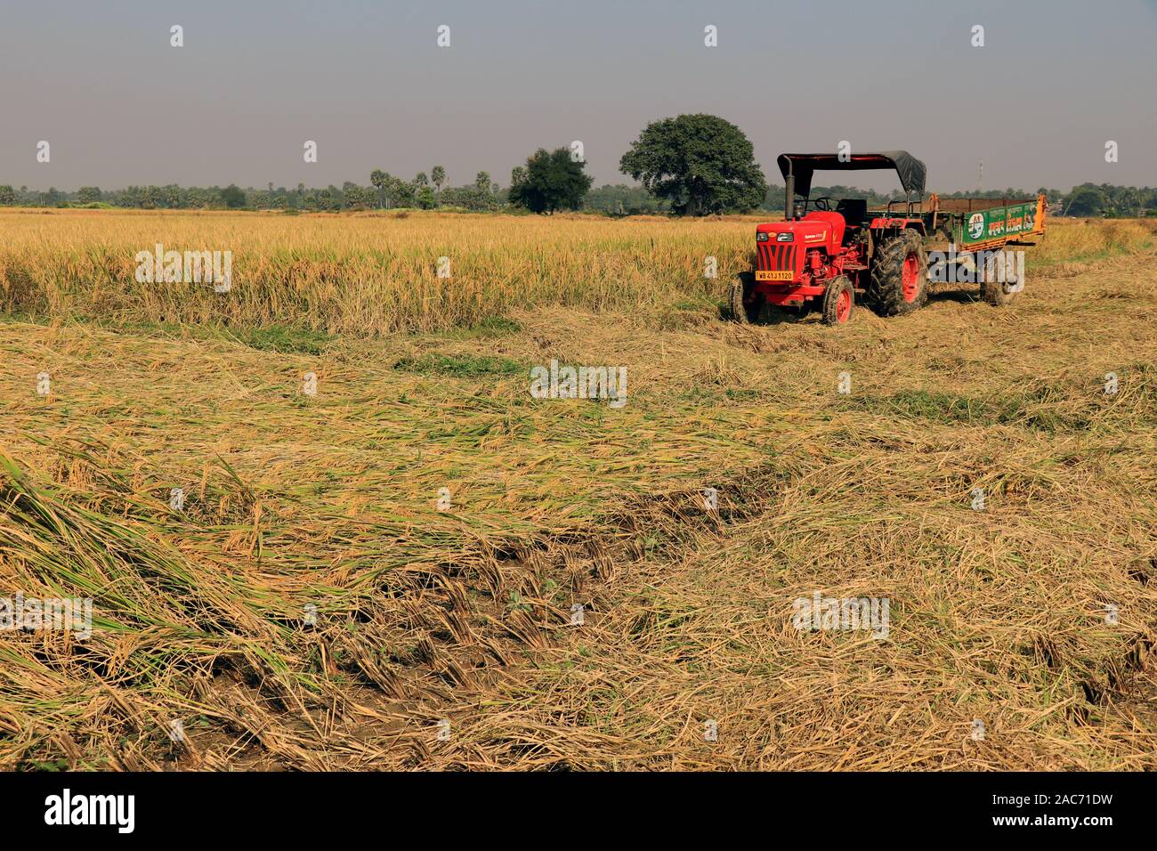 Bardhaman, Westbengalen, Indien am 29. November 2019 - Traktor wartet auf das Sammeln von Reis im Paddy Field. Stockfoto