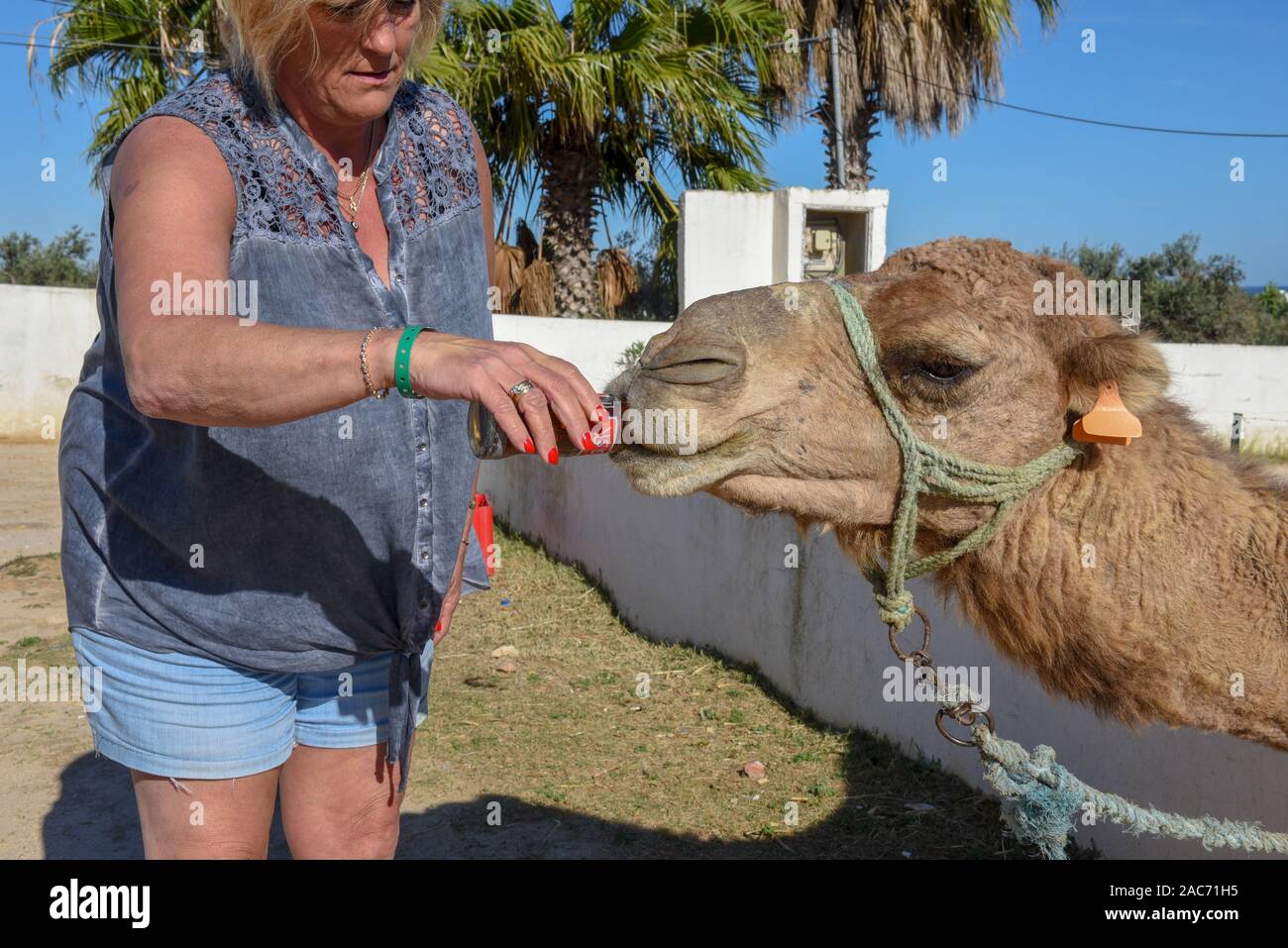 Sousse, Tunesien - 8 November 2019: Tourist, der ein Kamel trinken Sie ein Cola in Sousse in Tunesien Stockfoto
